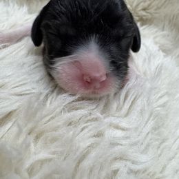 Frederick - Tri-color male Cavalier King Charles Spaniel puppy in Anaheim Hills, California from Coulombe Puppy’s