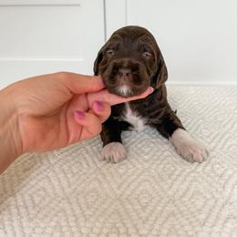 Louis (Green Collar) - Chocolate male Goldendoodle puppy in Bell Buckle, Tennessee from Precious Puptown Doodles