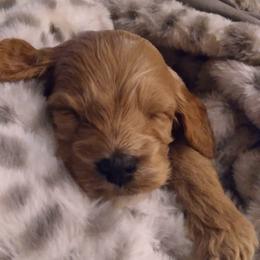 Cockapoo Puppies from Ouachita River Cockapoos