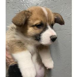 Teddy - Sable male Pembroke Welsh Corgi puppy in Shelley, Idaho from Whistling Wind Corgi’s