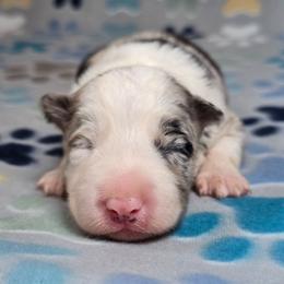 Riddikulus - Blue merle male Border Collie puppy in Chicora, Pennsylvania from Riverwood