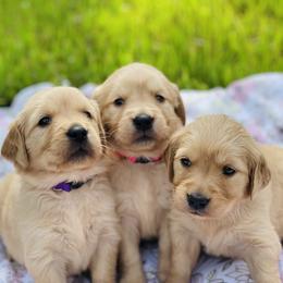 Golden Retriever Puppies from All shades Golden