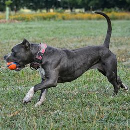 American Bullies and Labrador Retrievers from RBR Kennel-Ross Bullies & Retrievers