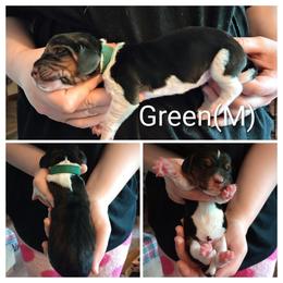 Green - Black white and brown male Basset Hound puppy in Highland, Michigan from Dream Hounds of Michigan