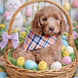 Toffee- Brown Collar - Apricot male Goldendoodle puppy in Bay City, Texas from Charming Doods Goldendoodles