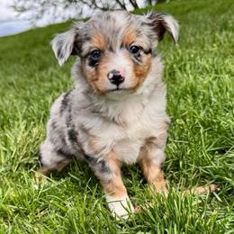 Butterfinger - Blue merle male Toy Australian Shepherd puppy in Tonasket, Washington from V5 Aussies