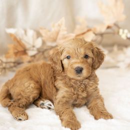 Ameila Earhart - female Golden Mountain Doodle puppy in Seffner, Florida from Gold Diamond Pup