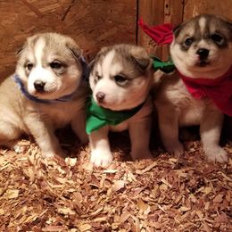 Siberian Husky puppies from Sininger Lagoon