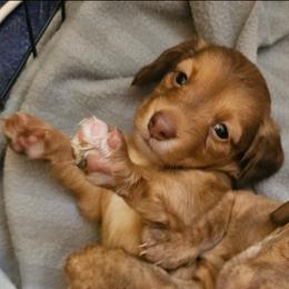 Honey - Sable female Dachshund puppy in Muncie, Indiana from Dog Crick Daschunds