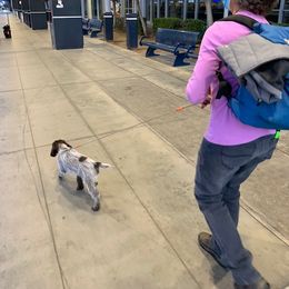 "Airport Nanny Service" Wirehaired Pointing Griffon Puppies from Rocking S Griffons
