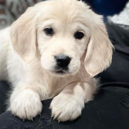 Golden Retriever Puppies from Bluehorsegoldens