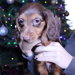 Dachshund Puppies from Kingpin Doxies