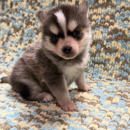 Gary - Tri-color male Pomsky puppy in Aberdeen, Idaho from Willow Creek Cresteds
