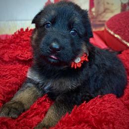 POSH - Black and red female German Shepherd puppy in Yorkville, Illinois from Vom Archbold Haus World Class German Shepherds