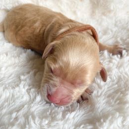 Goldendoodle Puppies from Peachy Doodles