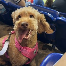Bailey - Goldendoodle