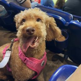Bailey - Goldendoodle