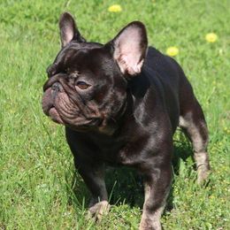 Gunner - French Bulldog