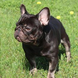 Gunner - French Bulldog