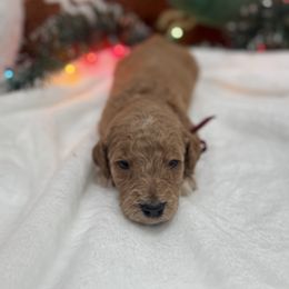 Fuchsia - Apricot female Goldendoodle puppy in Bakersfield, California from Lavish Doodles