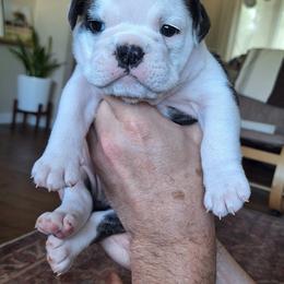 Bulldog Puppies from Gina Francis