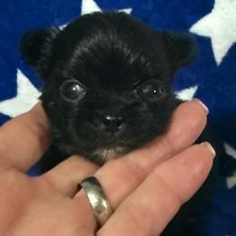 Mary - Black and white female Chihuahua puppy in Dime Box, Texas from Color Me Crazy Chihuahuas