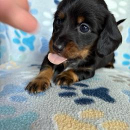 Mila - Black and tan female Dachshund puppy in Temple, Texas from Brit’s Doxie Crossing