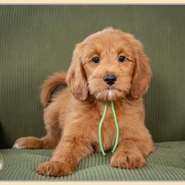 Preston - Red  male Goldendoodle puppy in Connersville, Indiana from Deaz Doodle Ranch