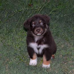Tucker - Red tri-color male Australian Shepherd puppy in Marshall, Texas from Flying S Aussies