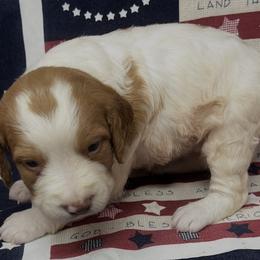 Holly girl 4 - White and orange female Brittany puppy in Floyd Knobs, Indiana from Cross Creek Brittanys