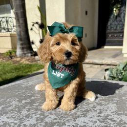 Goldendoodle and Poodle Puppies from Goldendoodles & Poodles of San Diego