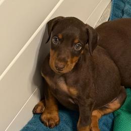 Teal Collar - Red and rust female Doberman Pinscher puppy in Lake City, Florida from Paintedcrazy Doberman Pinchers