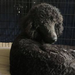 Poodles from Lyon Luxury Poodles