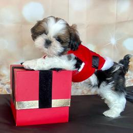 Clint - Tricolor male Shih Tzu puppy in Silver Lake, Oregon from Bling Shih Tzu