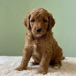 Salami - AKC - Apricot male Poodle puppy in Haines City, Florida from Noelle Poodles