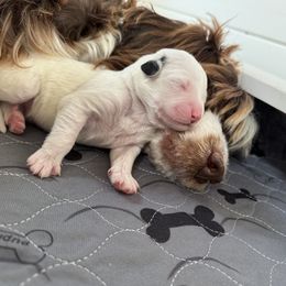 Portuguese Water Dog Puppies from Cornerstones Porties