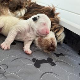 Portuguese Water Dog Puppies from Cornerstones Porties