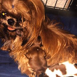 Jia - Shih Tzu