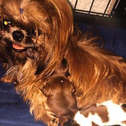 Jia - Shih Tzu