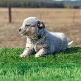 O2 4D Moments Away - Blue speckled male Australian Cattle Dog puppy in Spokane, Washington from 4D Cattle Dogs