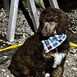 Chino - Poodle