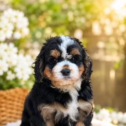 Ted - Tri-color male Bernedoodle puppy in Gilbert, Arizona from Gilbert Bernedoodles & Whoodles