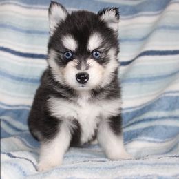 Winton - Black and white male Pomsky puppy in Centerville, Iowa from LJ Kennels Pomskies, LLC