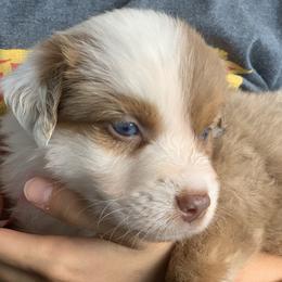 Cotton Candy (Red Merle with Tail) - Red merle female Miniature Australian Shepherd puppy in Douglas, Arizona from Starry-Eyed Mini Aussies with Tails