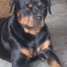Rottweiler Puppies from Motor City Rottweiler