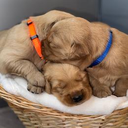 Boy 3 - Golden male Golden Retriever puppy in Albany, Georgia from Sassafras Goldens