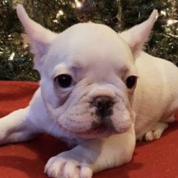 French Bulldogs from Alyssa Twichell's French Bulldogs