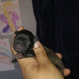 Boy 2 - Sable Shih Tzu puppy in Birmingham, Alabama from K&D kennels