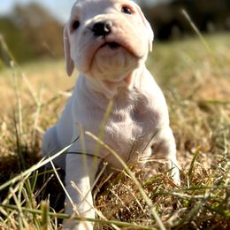 Boxer Puppies from Rocky Bottom Boxers