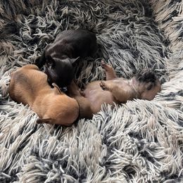 French Bulldog Puppies from Rockstar Kennel